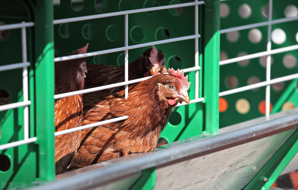 鸡滑膜炎怎么防治,鸡滑膜炎是什么原因引起的