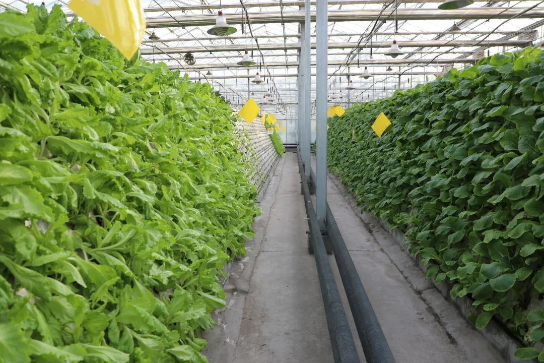 乡村振兴十二师,农旅一体化乡村振兴