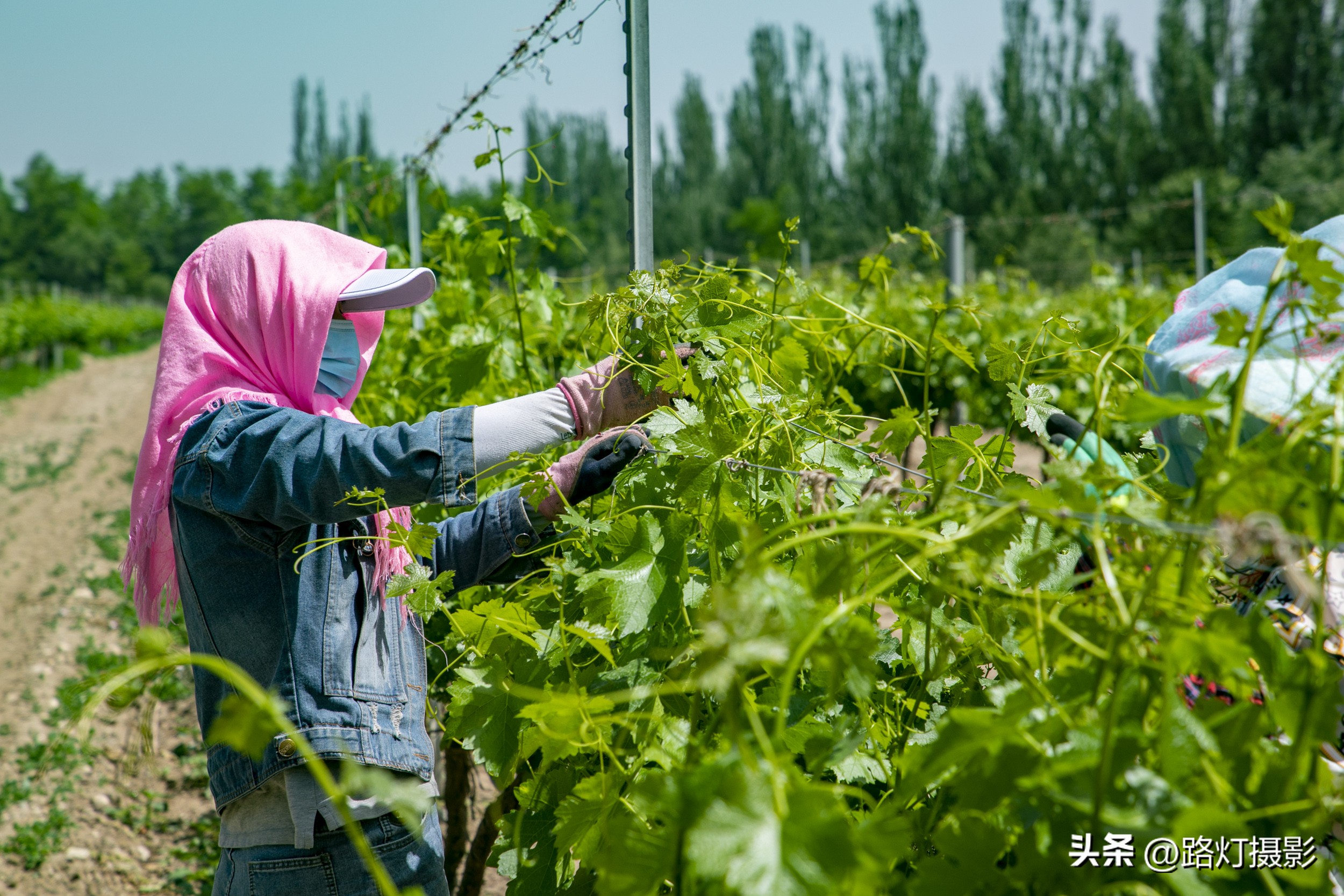 打卡世界级白酒庄园,打卡世界级白酒红酒