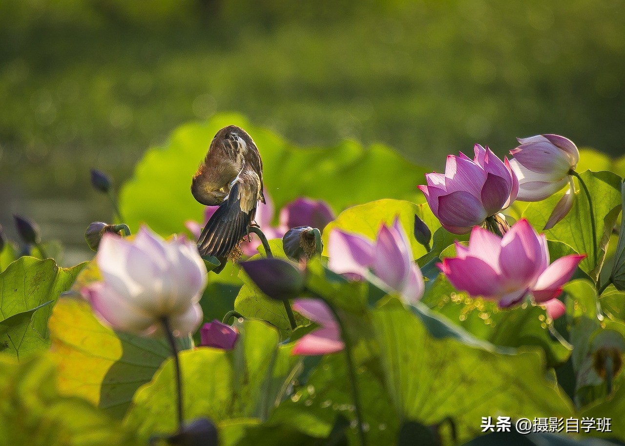荷花摄影的拍摄方法和技巧,拍摄荷花摄影新手别犯这8个错误