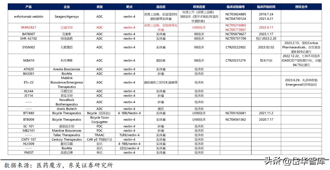有效避开内卷，迈威生物：ADC锋芒初显，快速成长的Biopharma
