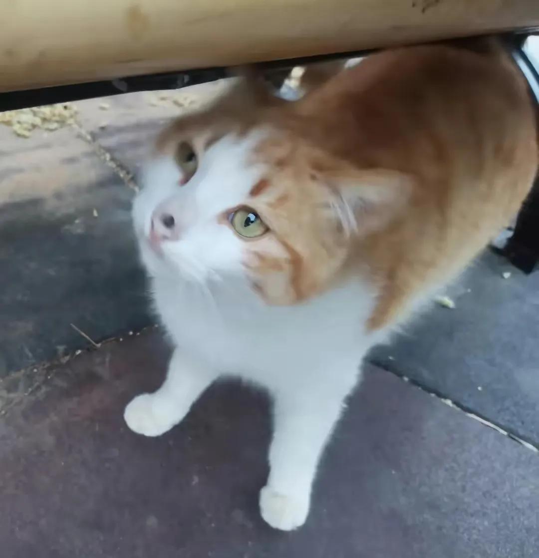 流浪的小橘猫终于有家啦,流浪的小橘猫