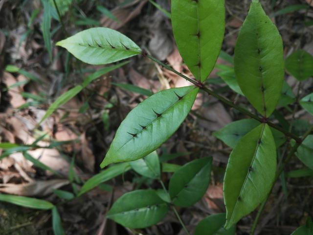 两面针是什么植物,植物两面针图片