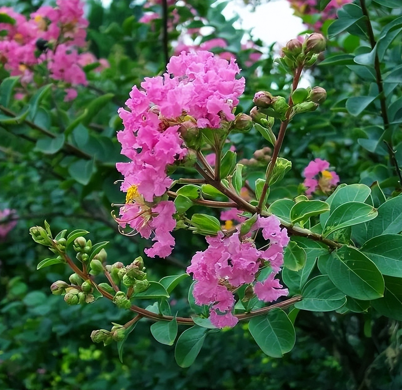 贵州的市花是什么,贵州省各个州的州府