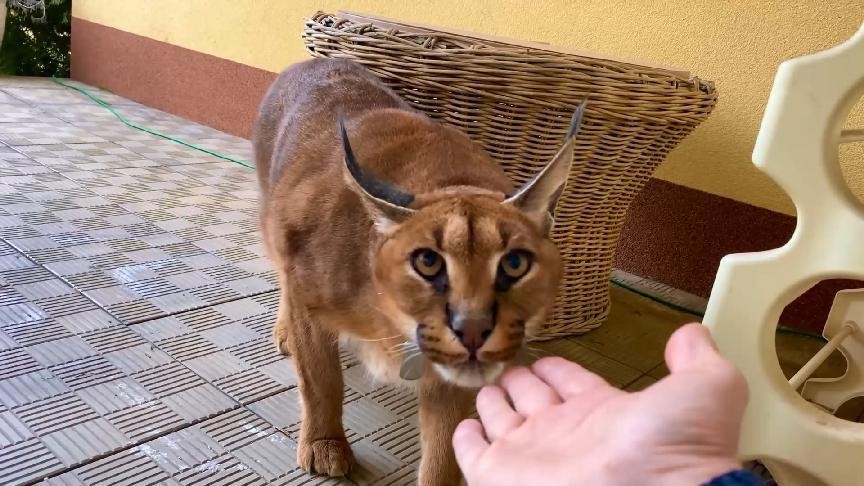 可爱的外表下藏小恶魔,可爱的外表下邪恶的心灵