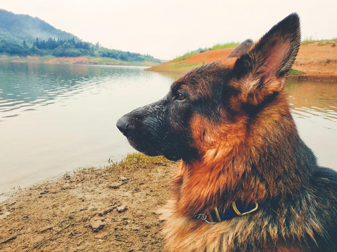 不建议养的10种狗排名,这7种狗公认无攻击性很适合家养