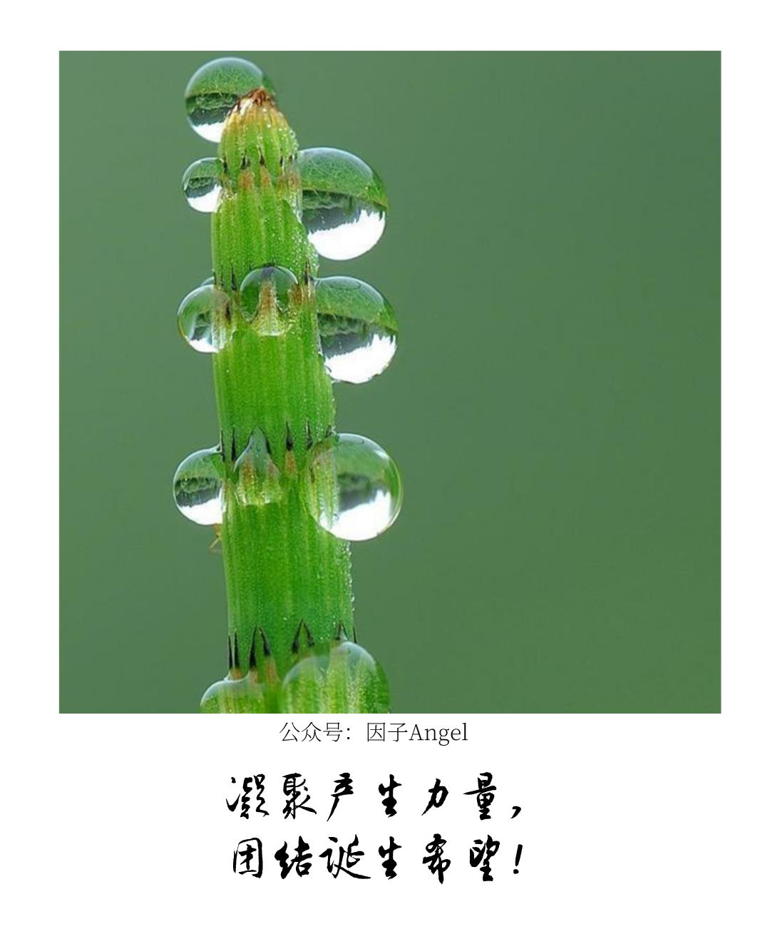 植物之36技——吐