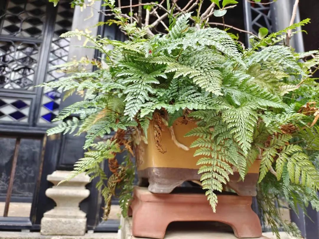 养花好物神器,花友必备神器