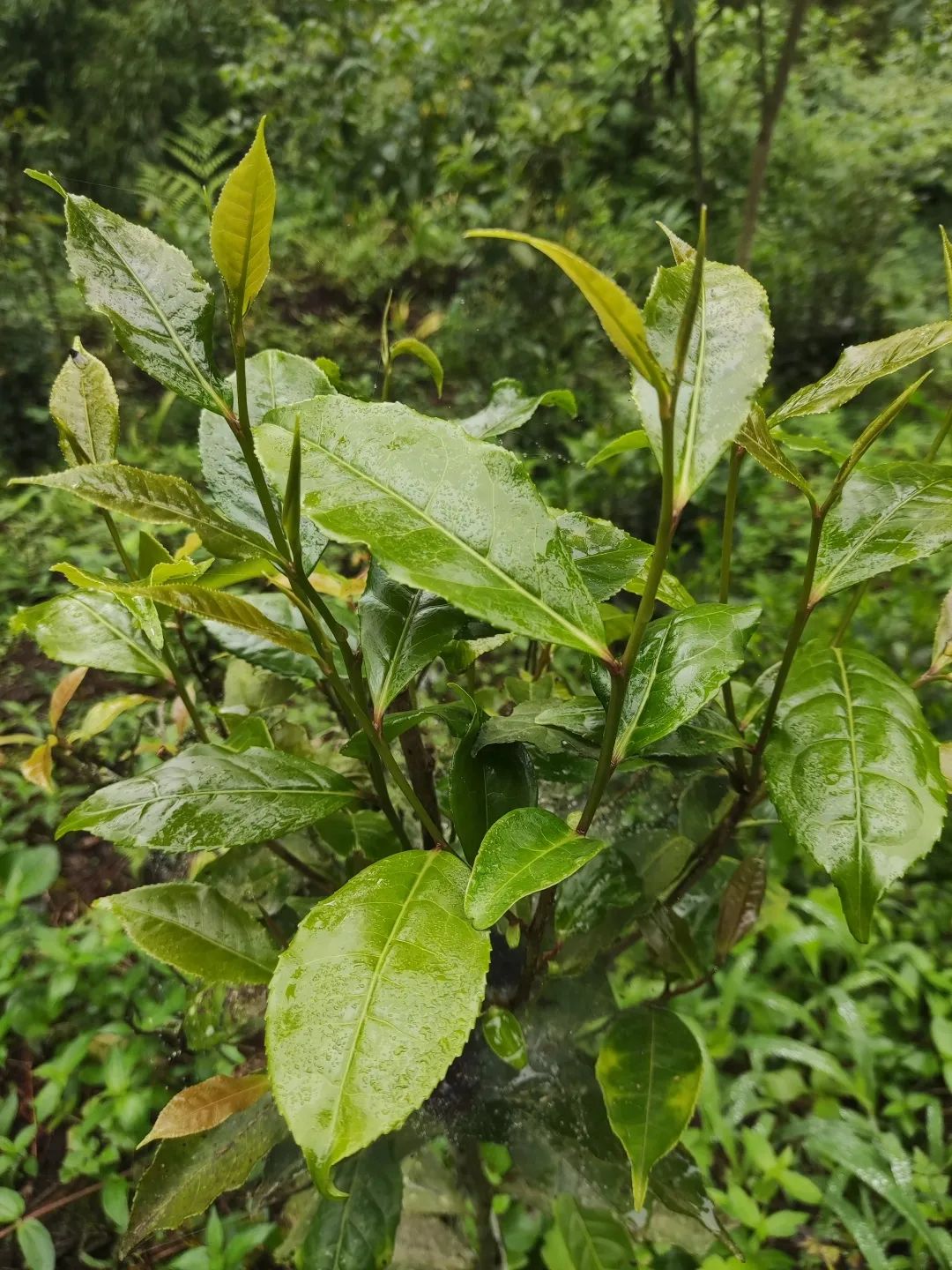 崇州山里新发现的天然景区,崇州的田园风光