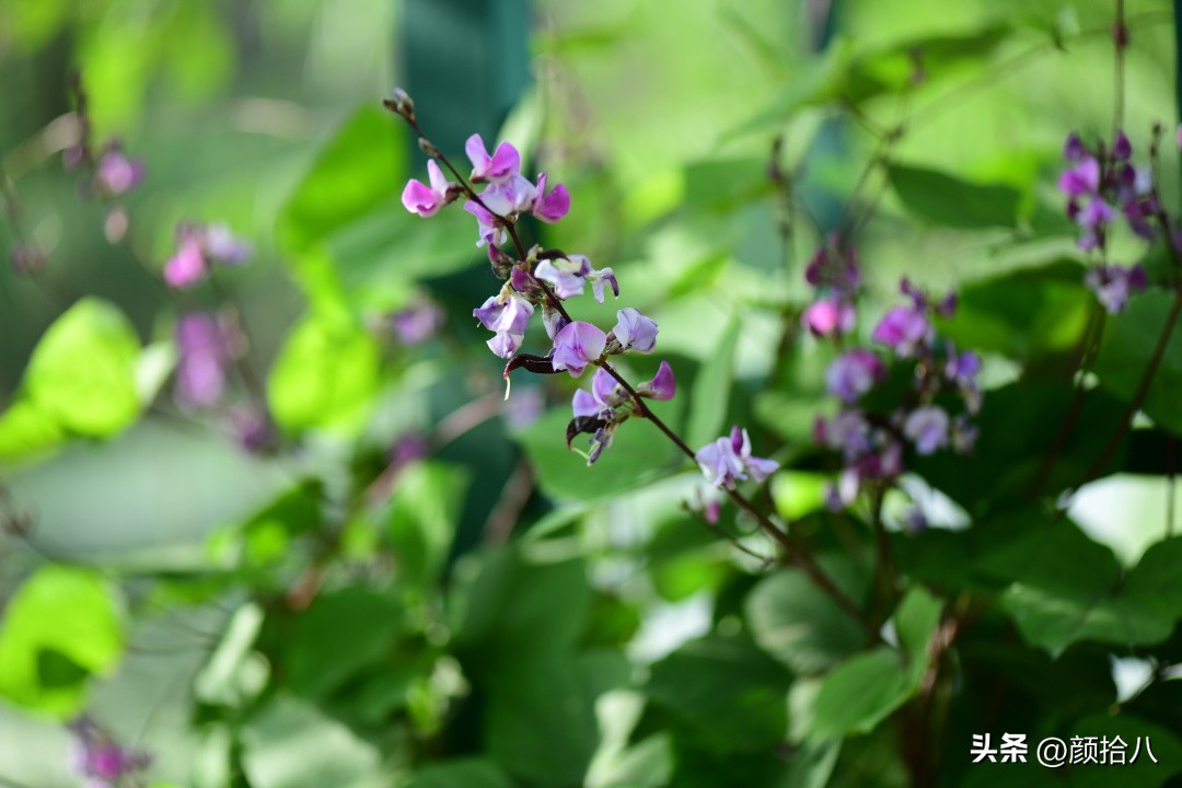 流放到菜地的花儿们，尽情绽放吧，不管在哪里｜园丁