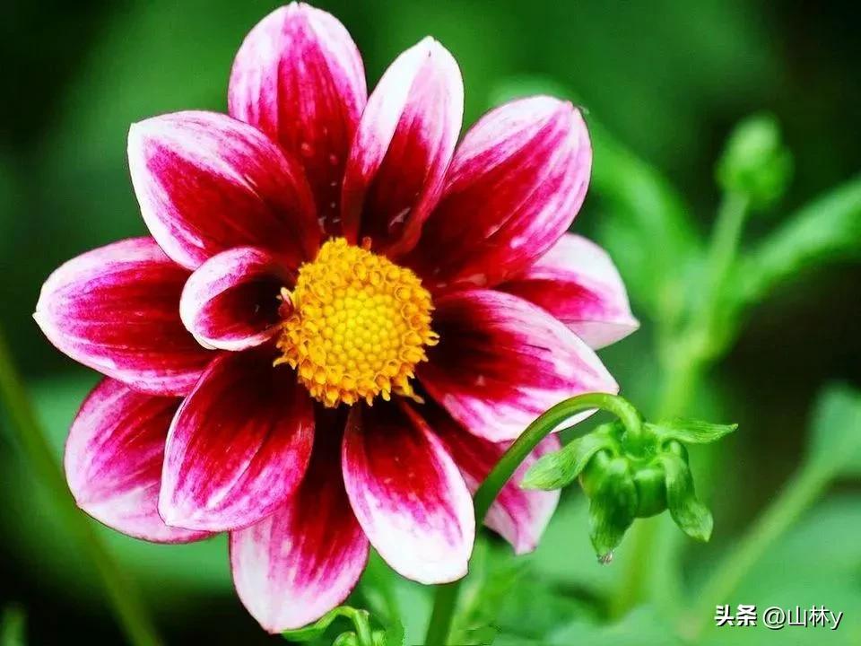 五颜六色的花朵养眼舒心,灵动秀美的花朵图片