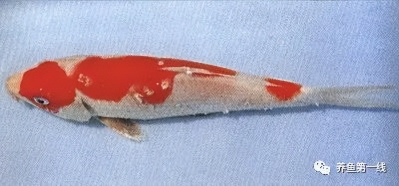 水生生物大盘点,水生生物多图排版