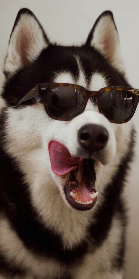 能当宠物的狼犬狗狗有哪些,可以当宠物养的狼犬品种