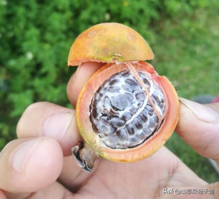 不管炖什么鱼注意五放五不放,炖鱼怎样又好吃又去除鱼的腥味