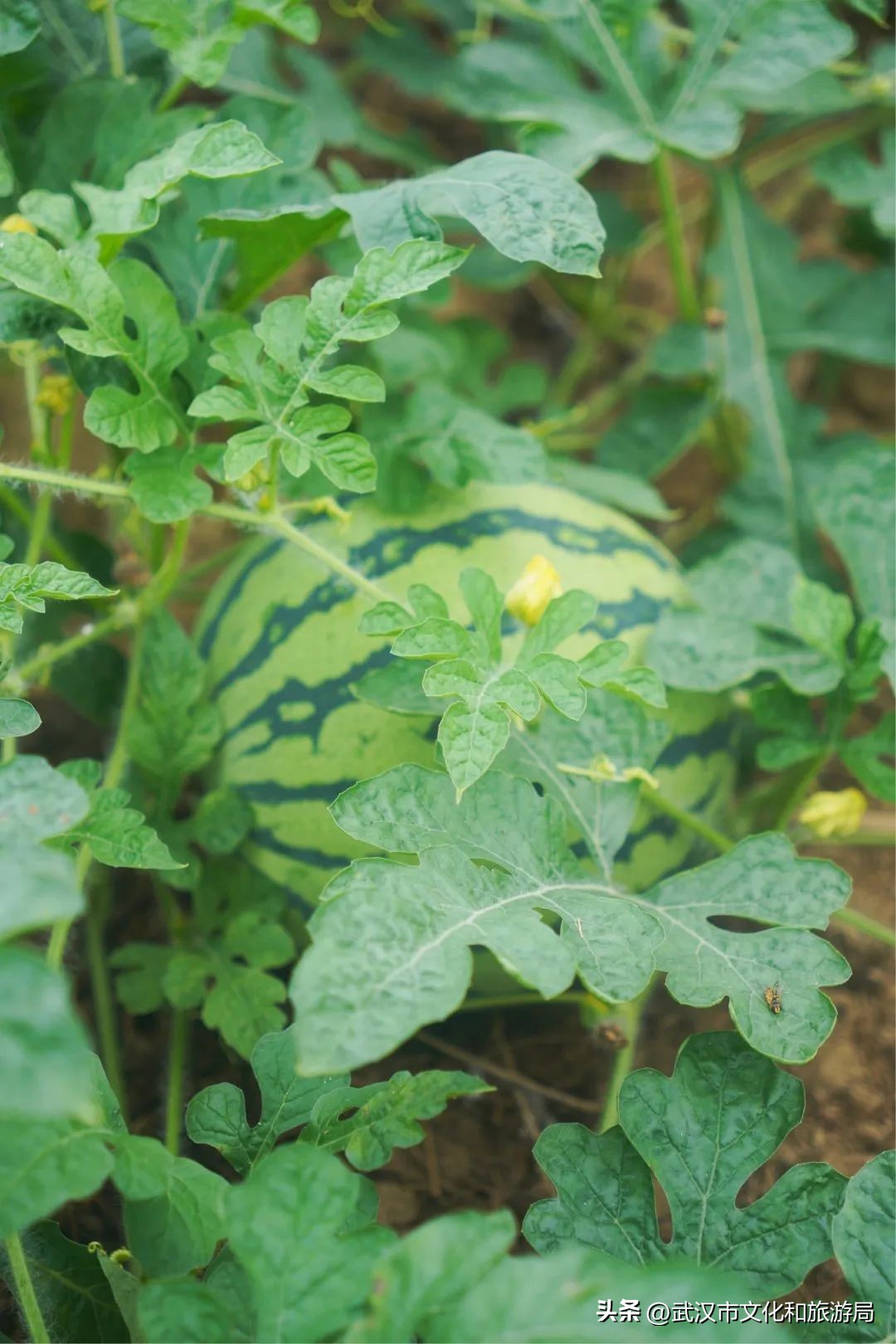 端午游攻略视频,端午出行攻略视频