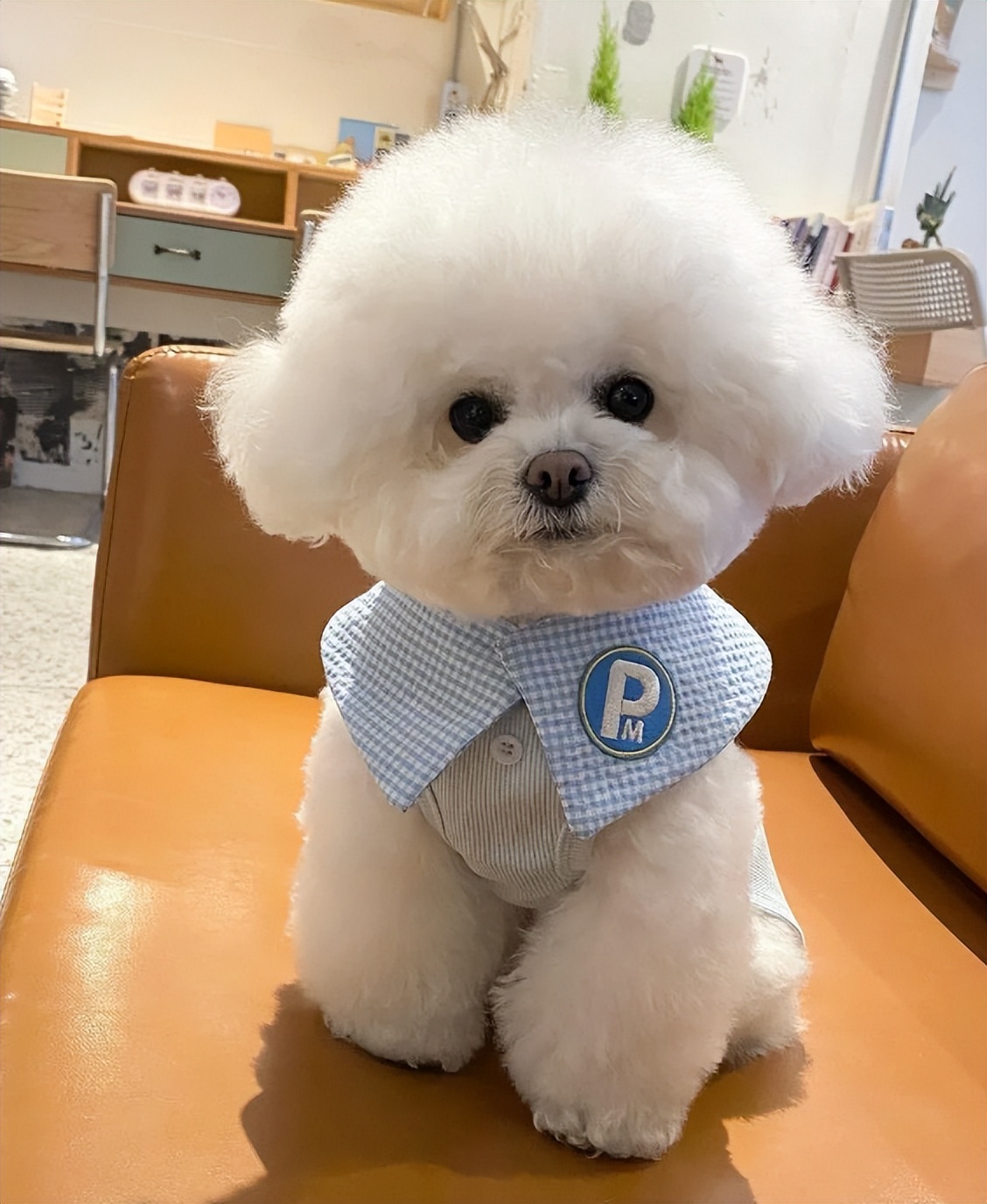 小型犬的品种大全100种,家庭养小型犬养什么品种好