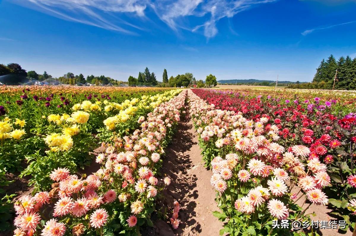 美国夏日梦幻农场：以大丽花为主题的鲜花园艺农场，如梦如画！