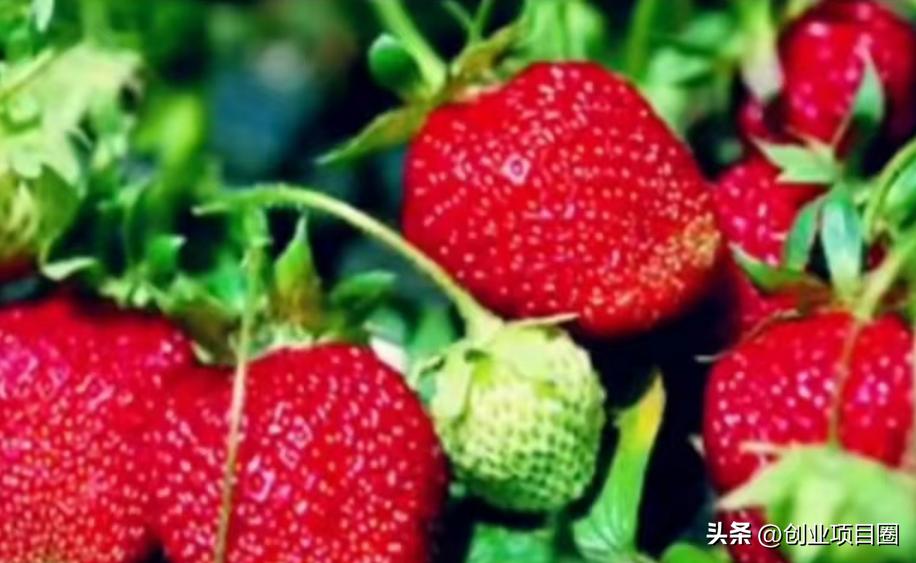 农村人的致富之路,种植一次,可以卖2-3个月,1次月入8万!