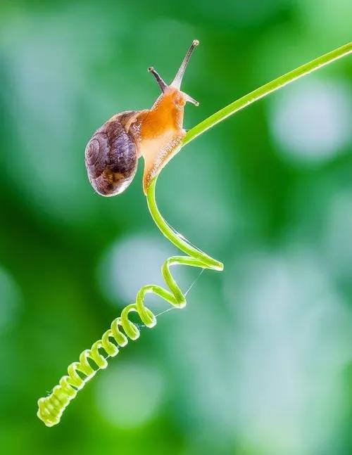 蜗牛高清壁纸4k全屏,蜗牛唯美动画壁纸