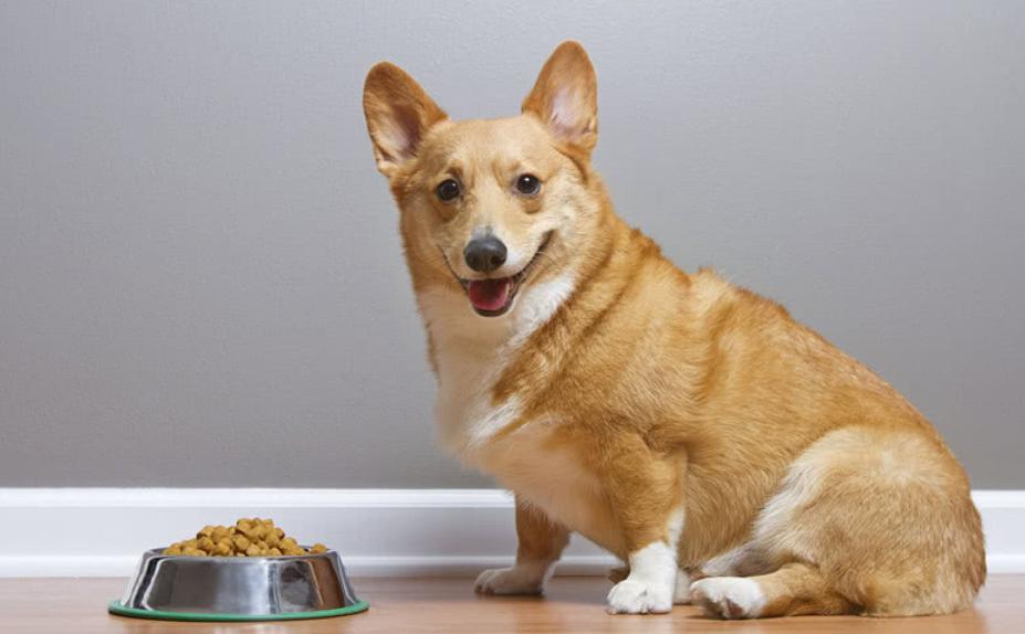 小狗狗受伤了怎么处理,狗狗受伤了怎么治才能好