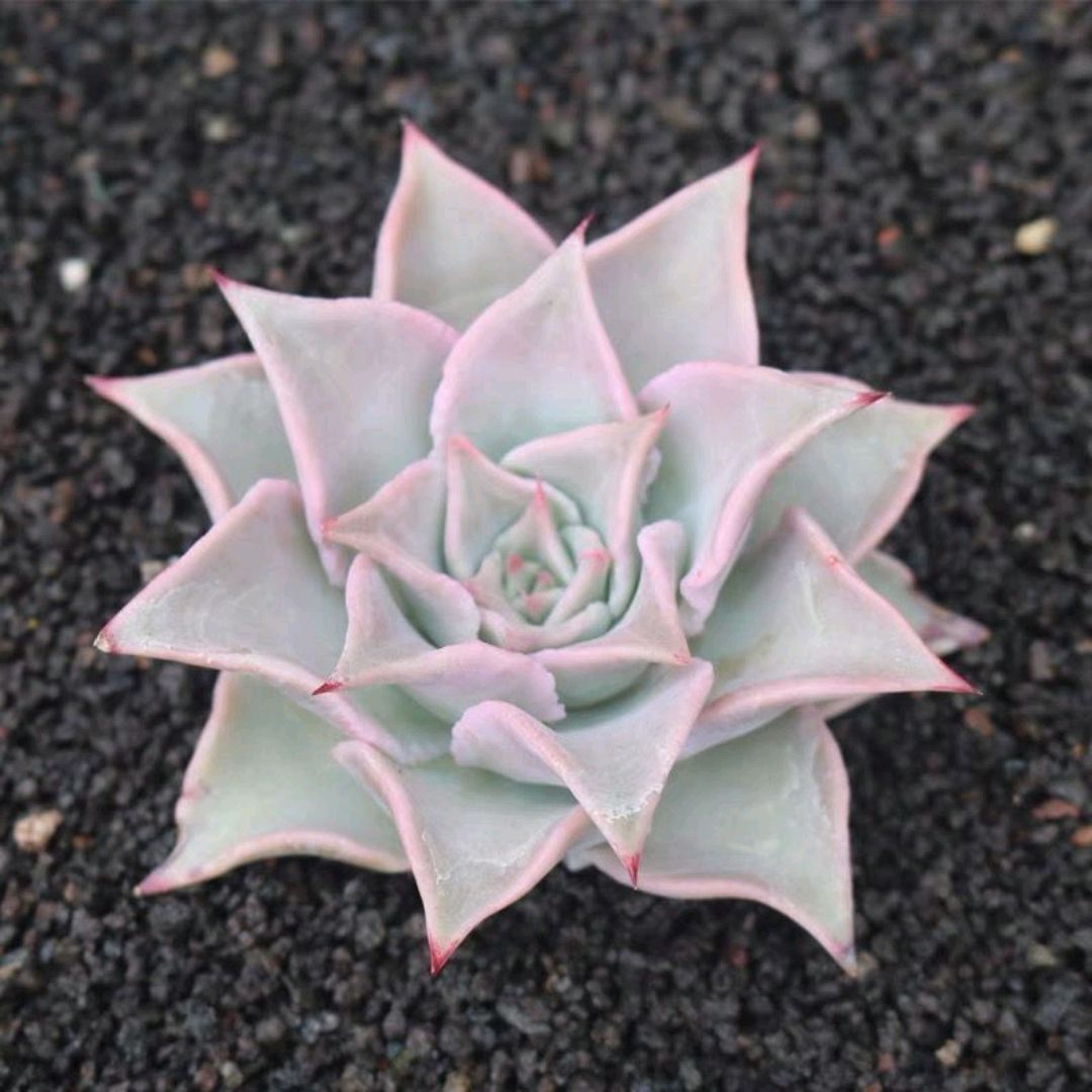 夏季养多肉注意点,夏季养多肉会生虫