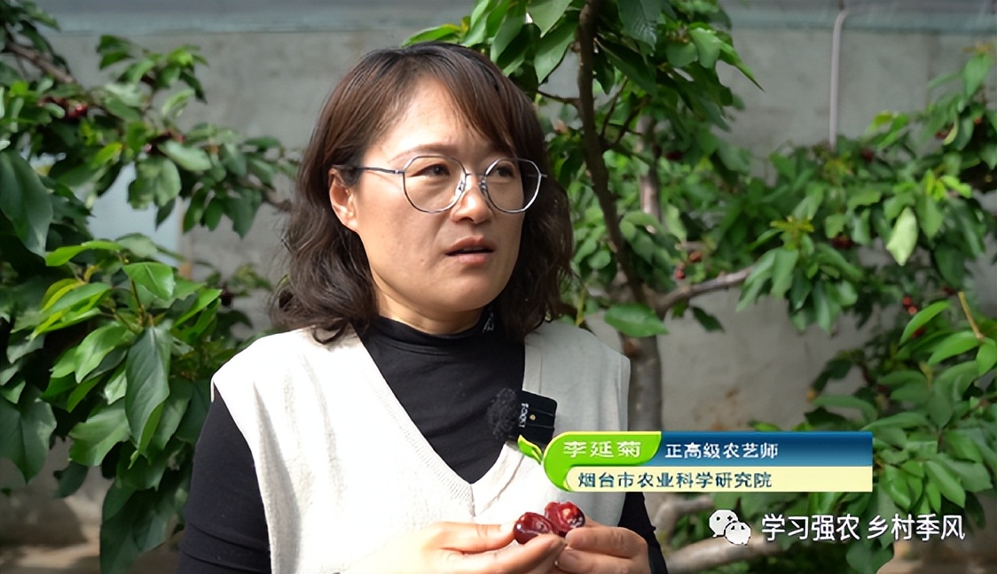 大棚樱桃还有发展趋势吗,大棚樱桃错时上市反季节