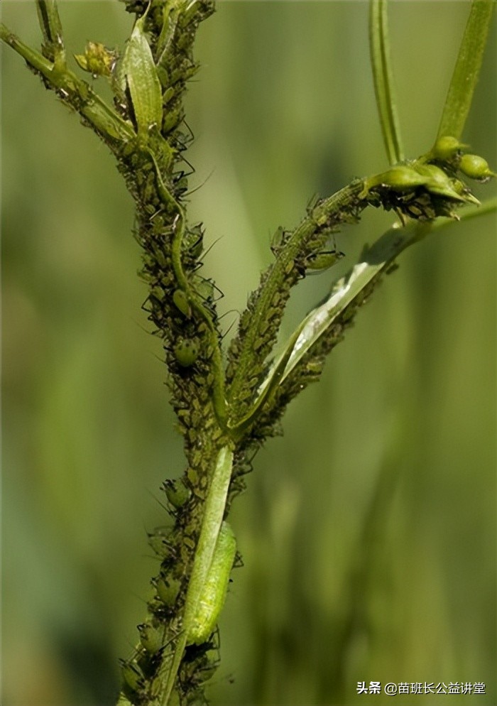 家养花卉蚜虫防治,花卉蚜虫如何治理视频教学