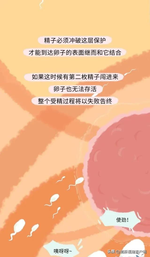 漫画专题丨这就是精子进入女性体内的全过程,太神奇了