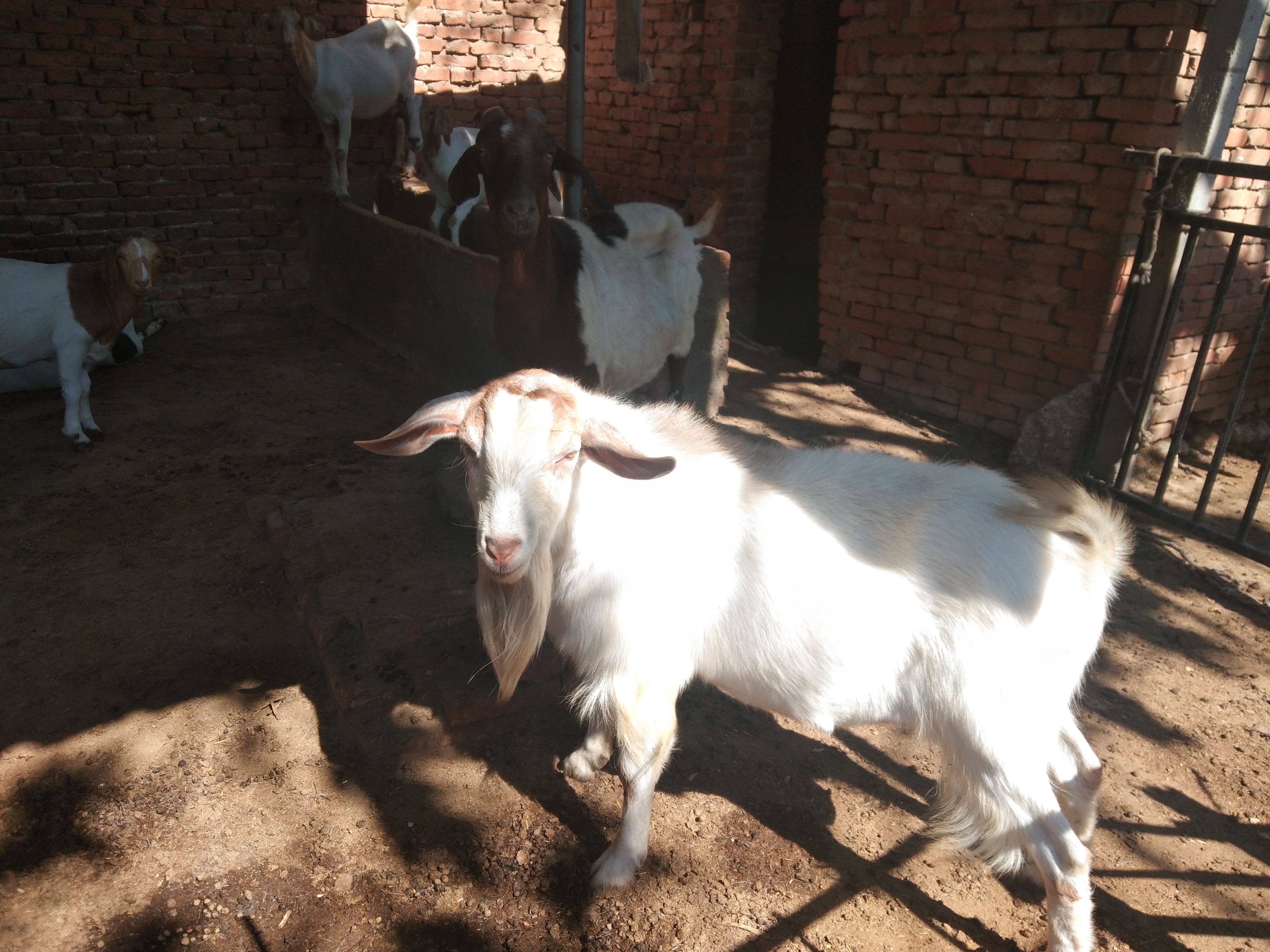 养羊分享,分享养羊日常