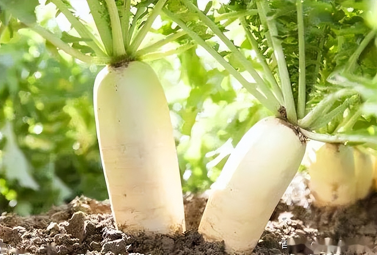 白萝卜到底是消结节还是长结节,萝卜是结节恶化的加速剂吗