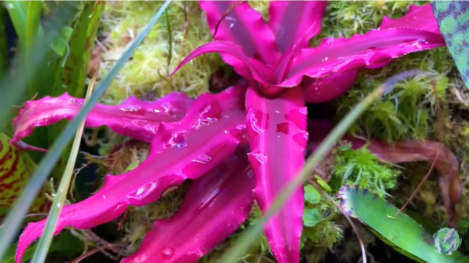 美国小哥在卧室建出一缸热带雨林，食物链环环相扣，太强了