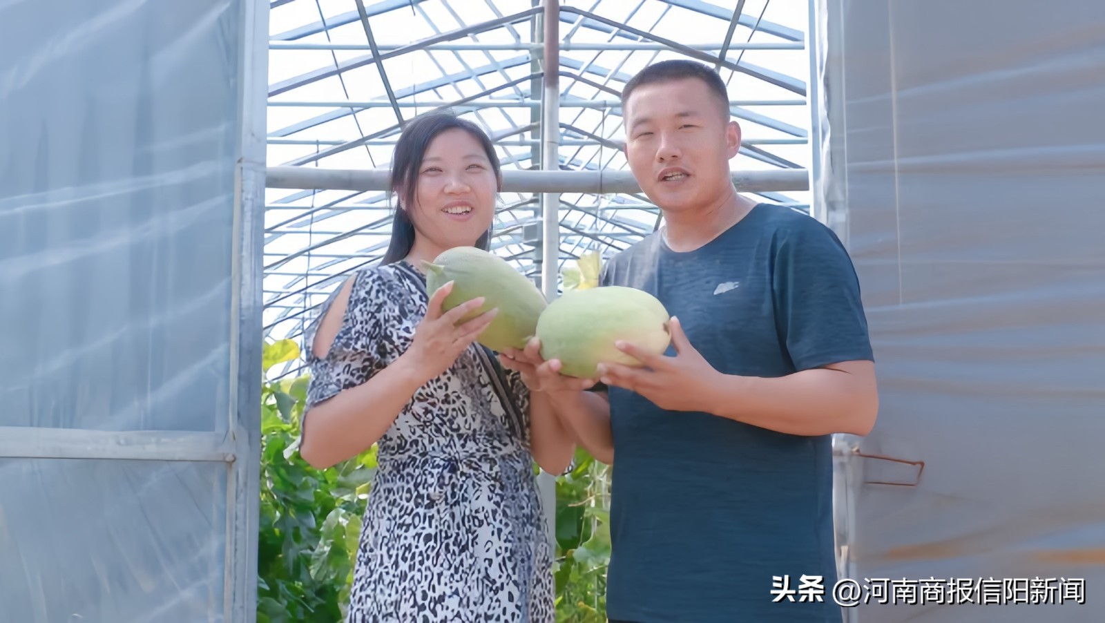 哈密瓜沉浸式采摘,信阳生态采摘休闲农业观光