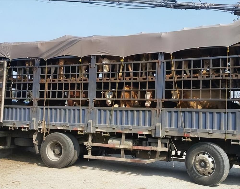 牛开检疫票的流程,卖牛检疫证的操作流程