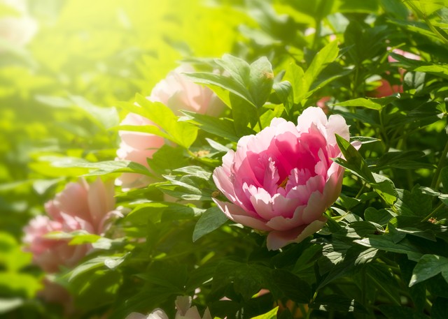 最美的国花牡丹,美丽壮观的国花牡丹