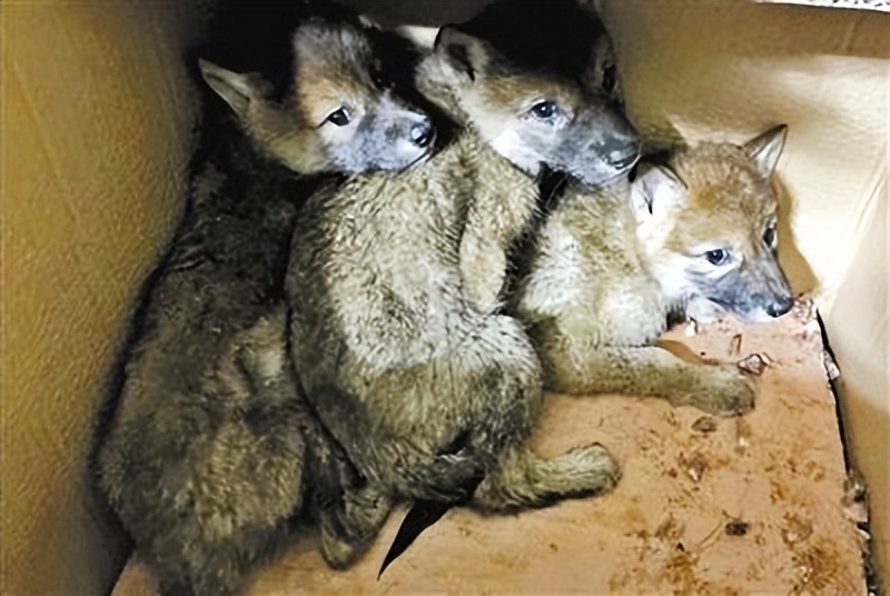 新疆姑娘回家被狼群包围,新疆姑娘遇到狼群