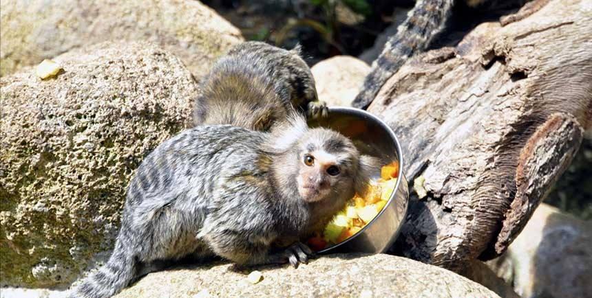 男人在路边意外捡到一只野猴子,男子捡到一只猴子带回家