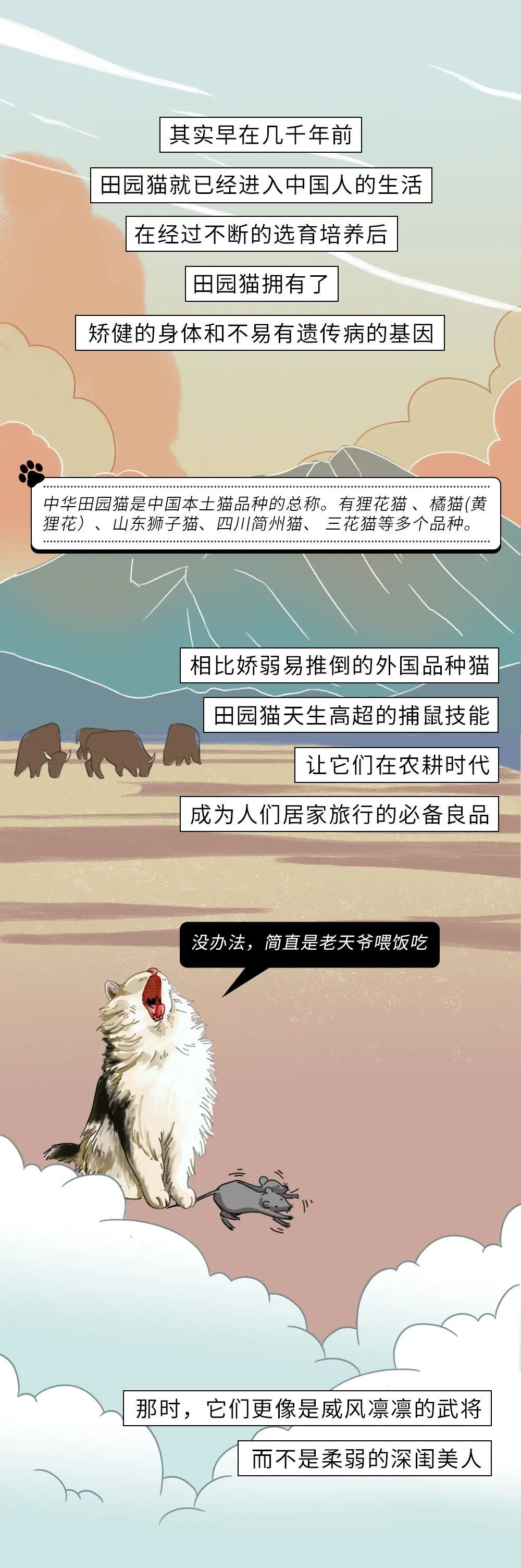 为什么中华田园猫会遭人嫌弃,盘点一下中华田园猫