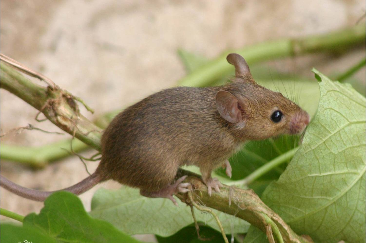 养鸡场数十只小鸡一夜被咬死，凶手竟是老鼠？普通耗子那么厉害？