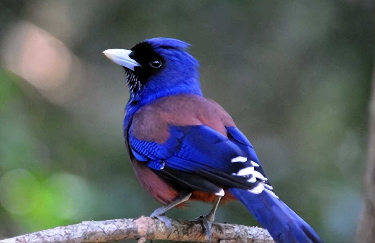 50张最佳鸟类摄影作品,鸟儿大全大图