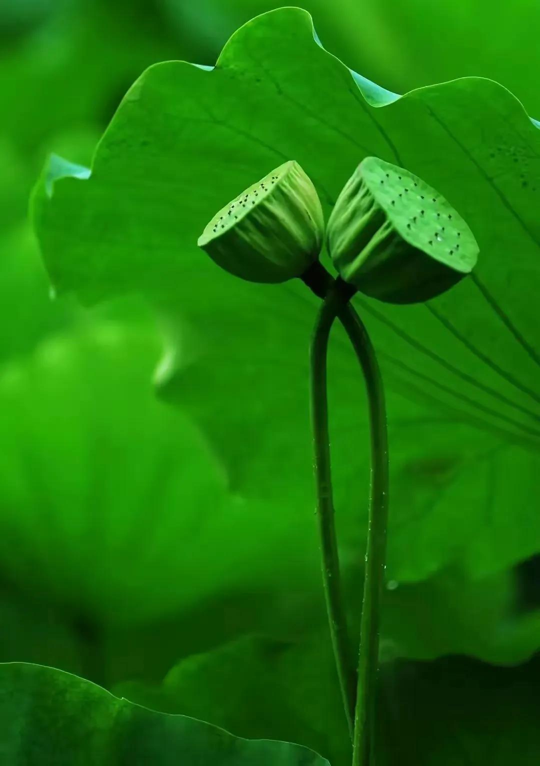 华为壁纸绿色护眼图片大全高清,绿色护眼壁纸高清全屏手机锁屏