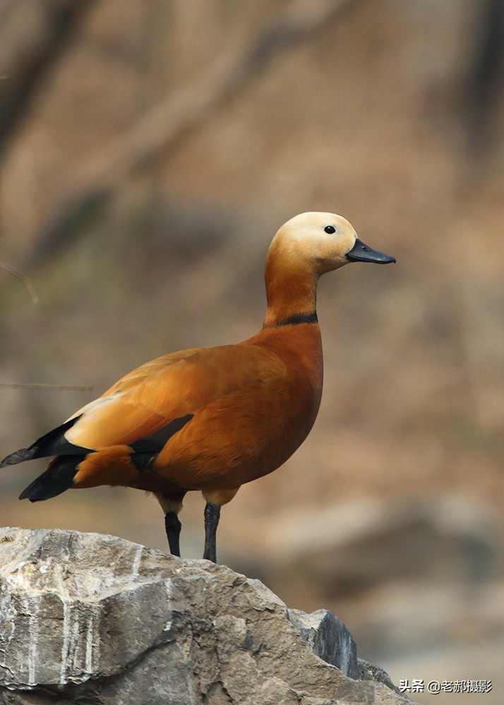 黄色野生鸭子,赤褐麻鸭的图片