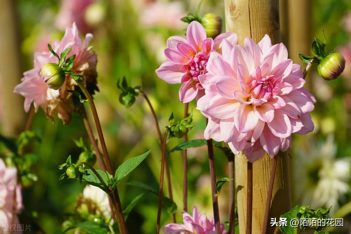 春节开花的庭院花卉,适合四季开花的庭院花卉