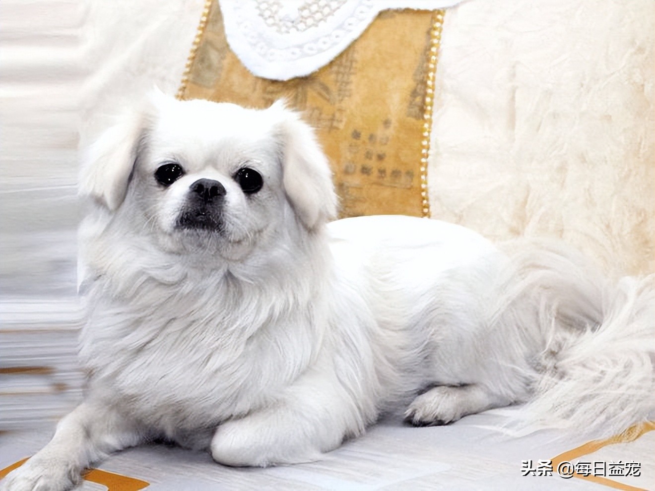 狗狗感冒症状及治疗方法,狗狗感冒什么症状吃什么药