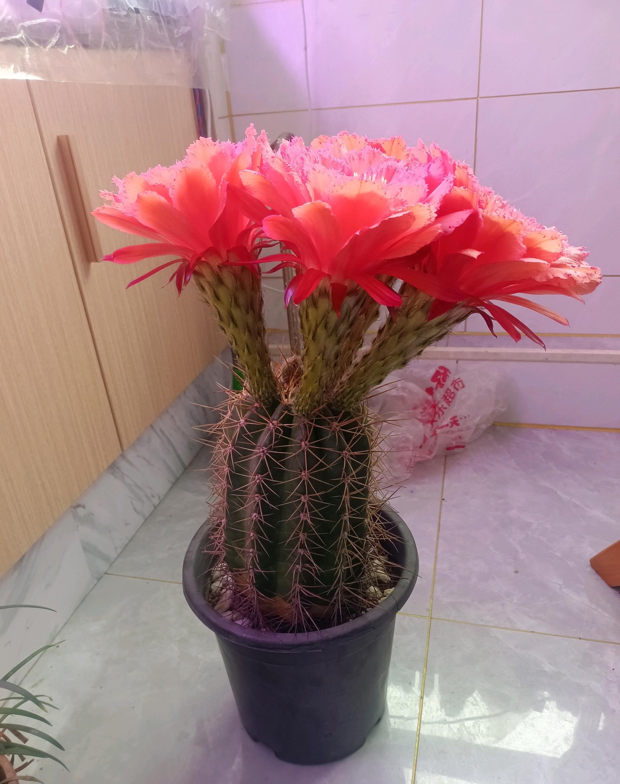 毛花柱克斯汀仙人球几月开花,花期最长的仙人球