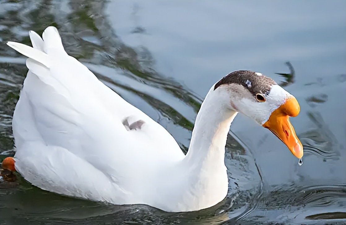家禽治疗输卵管炎症用什么药最好,鹅得了输卵管炎有什么症状