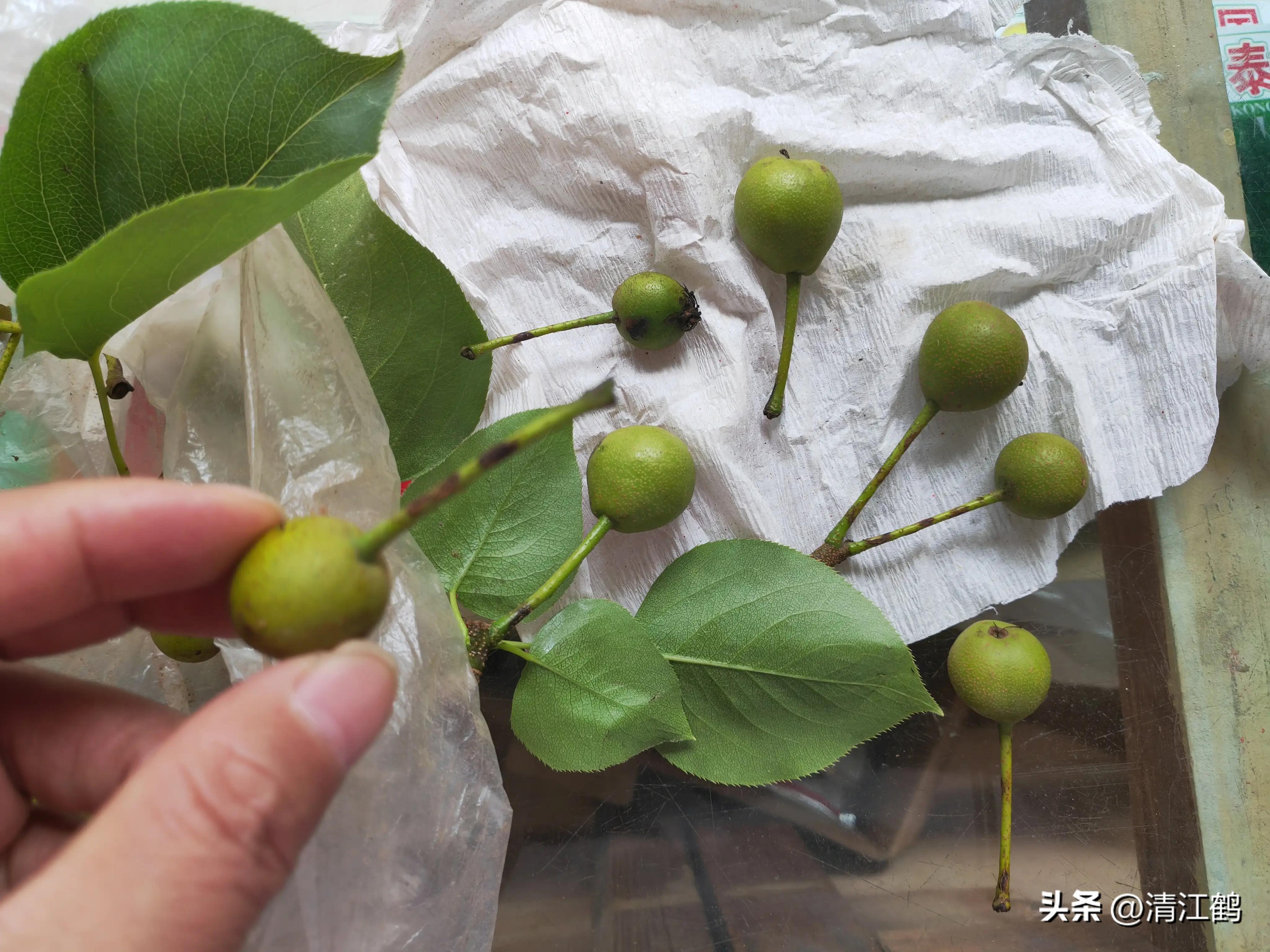 治疗黑星病的特效药物有哪些,黑星病的克星是啥药