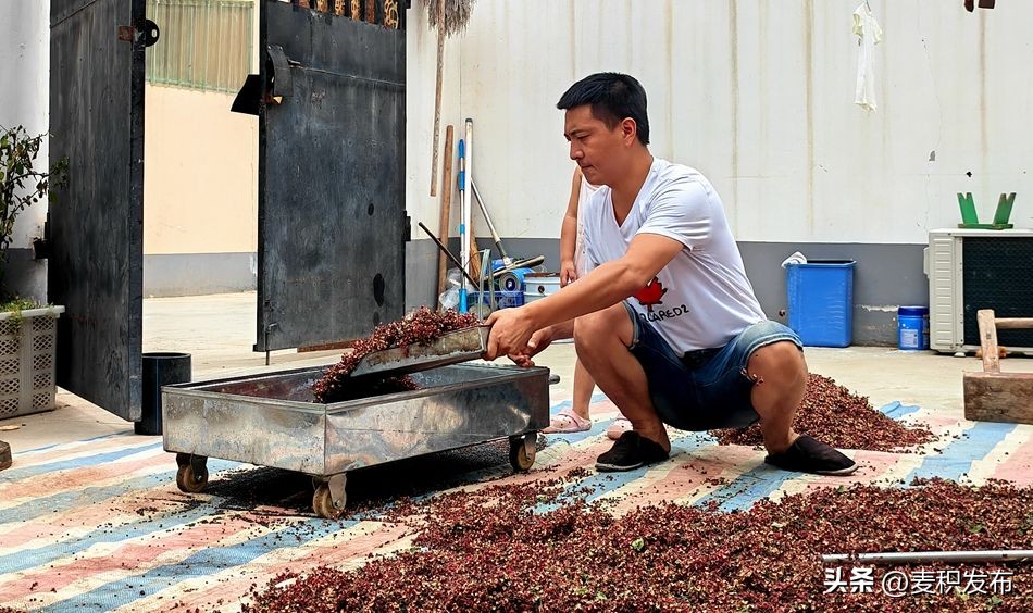 麦积区花牛镇沽沱村：机械替代人工干提质增效致富快