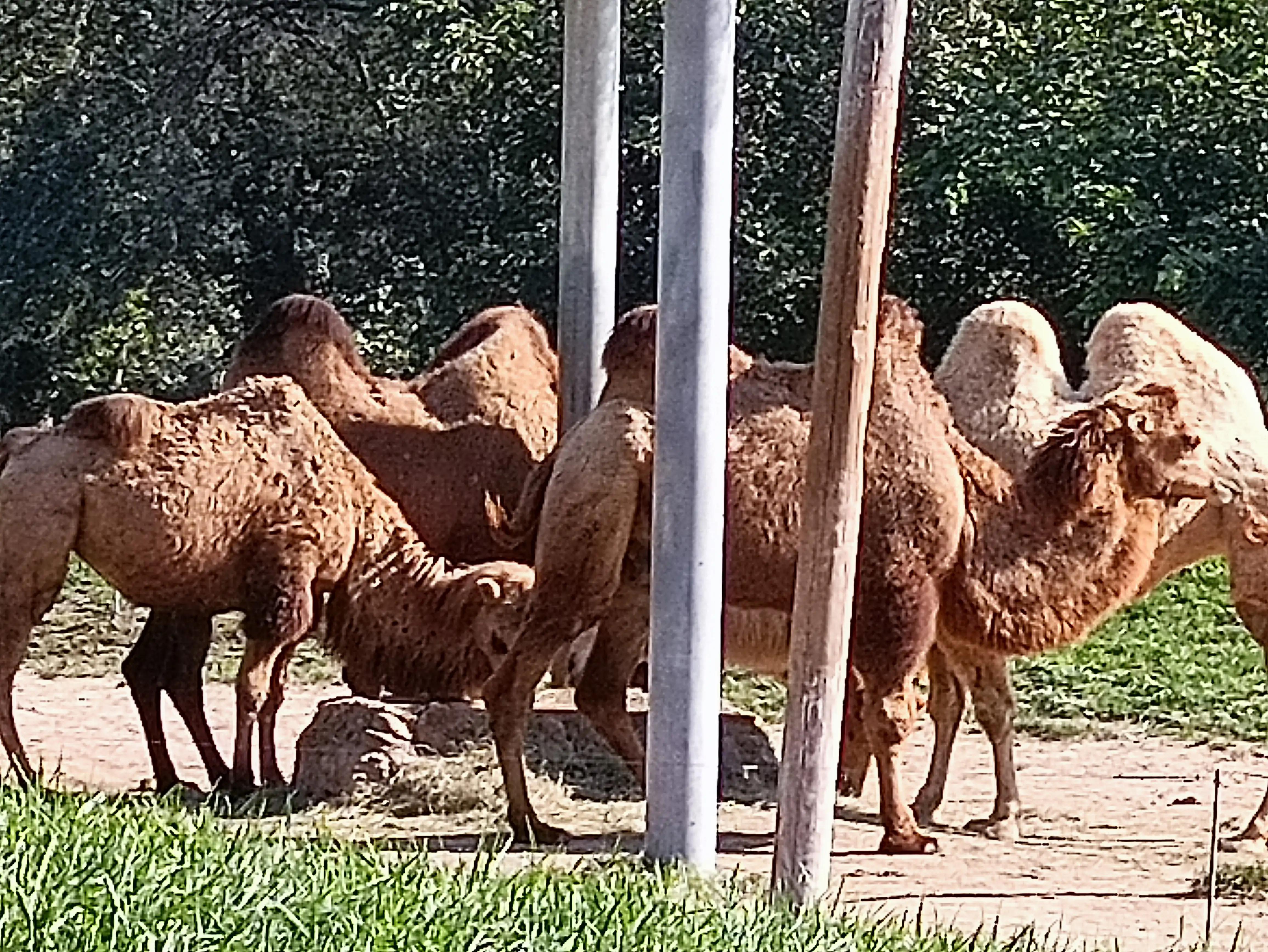 北京动物园和北京野生动物园区别,北京野生动物园狗妈妈和老虎狮子
