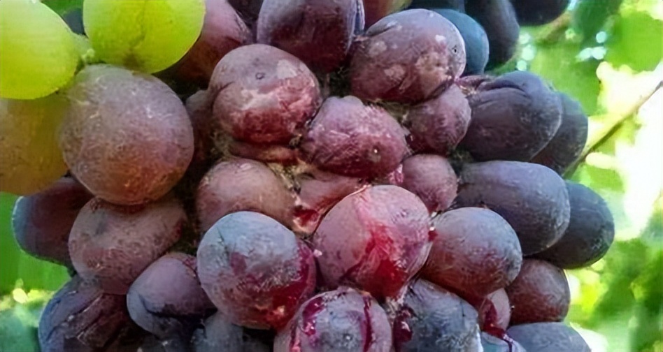 酒是粮食精越喝越年轻下一句,酒是粮食精越喝越年轻抖音