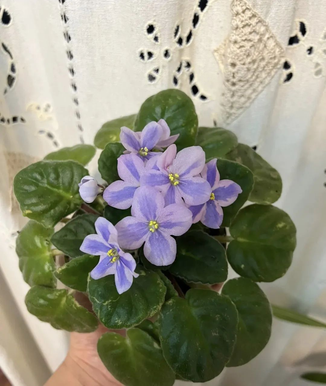 5种花别乱养香味有毒,5种花浇不死浇水越多长得越旺